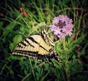 Swallowtail butterfly on purple verbena